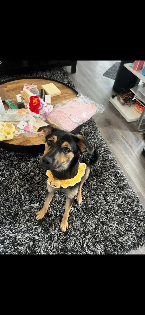 Lieve katvriendelijke jonge hond zoekt nieuw thuis, 15 weken tot 1 jaar, Reu, Eén hond, CDV (hondenziekte)