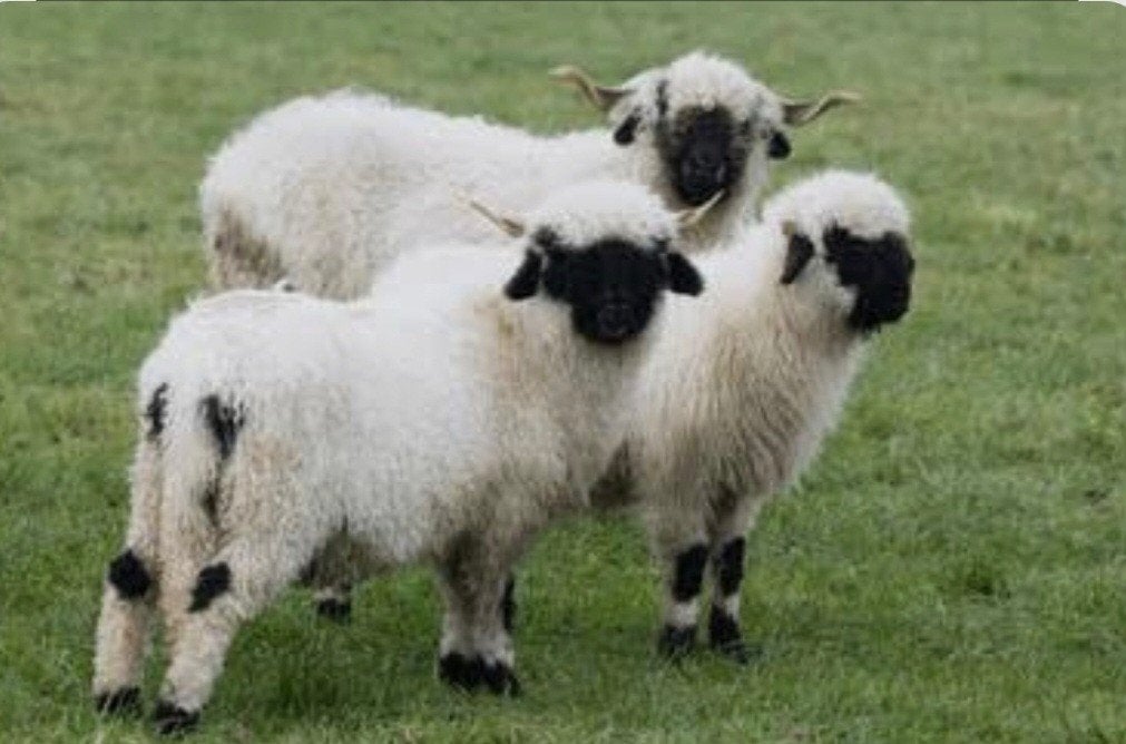 2 ooien Walliser Schwarznase schapen te koop, Vrouwelijk, Schaap