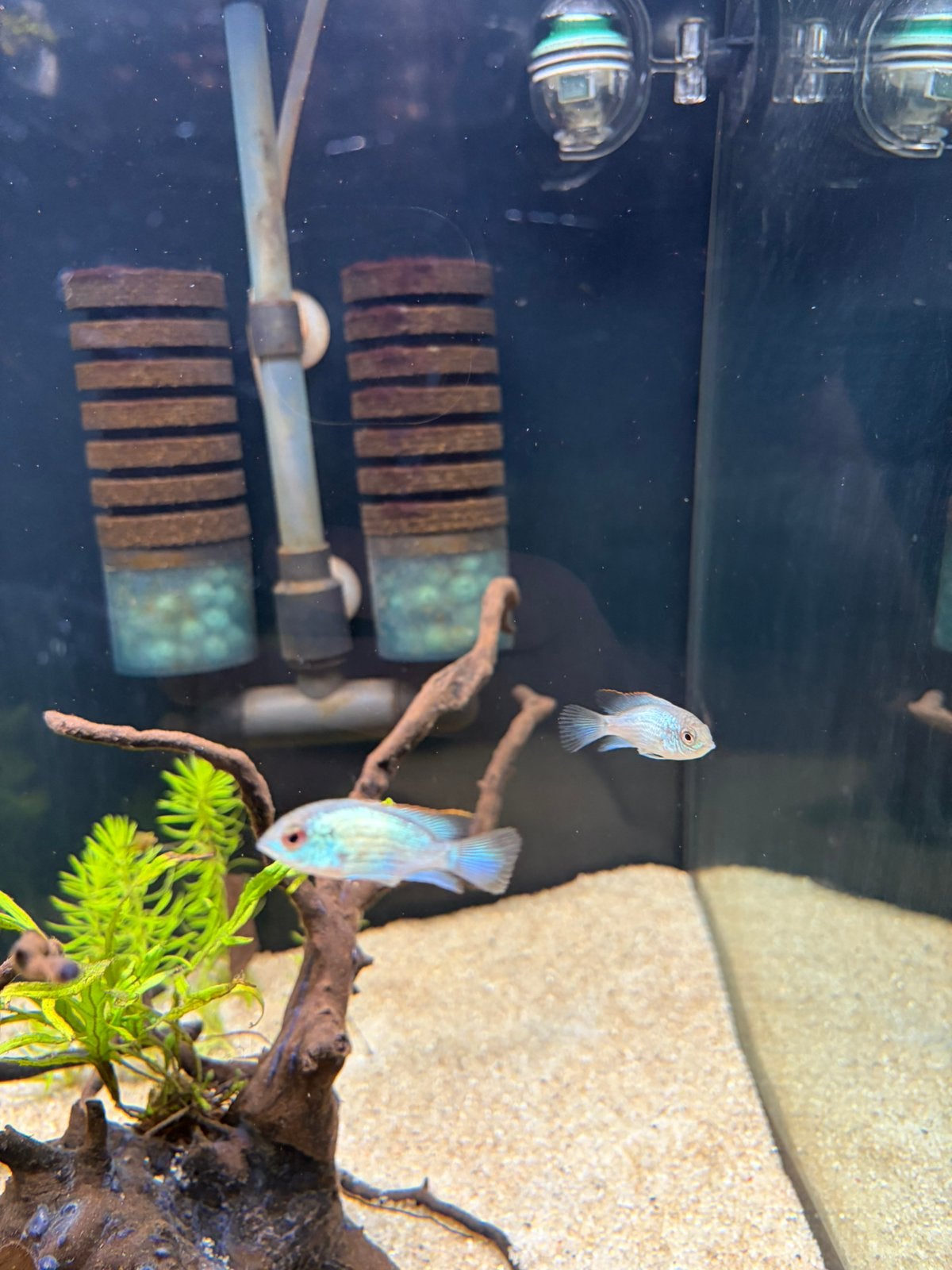 Acara pulcher electric blue uit eigen kweek, Vis