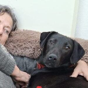AIN: Taylor, Dieren en Toebehoren, 1 tot 2 jaar, Buitenland, Groot, Eén hond