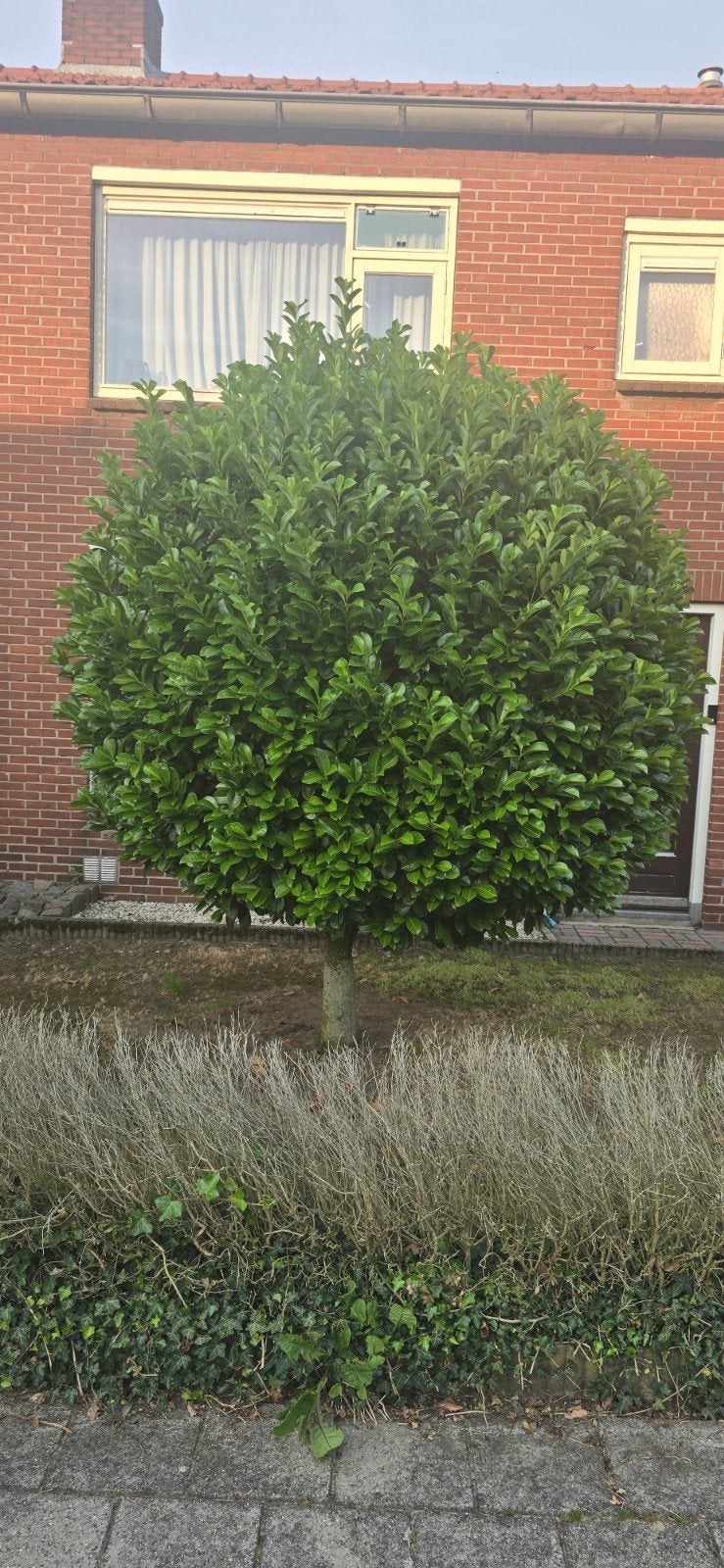 Laurier kers boom, Halfschaduw, Lente, 250 tot 400 cm, Ophalen