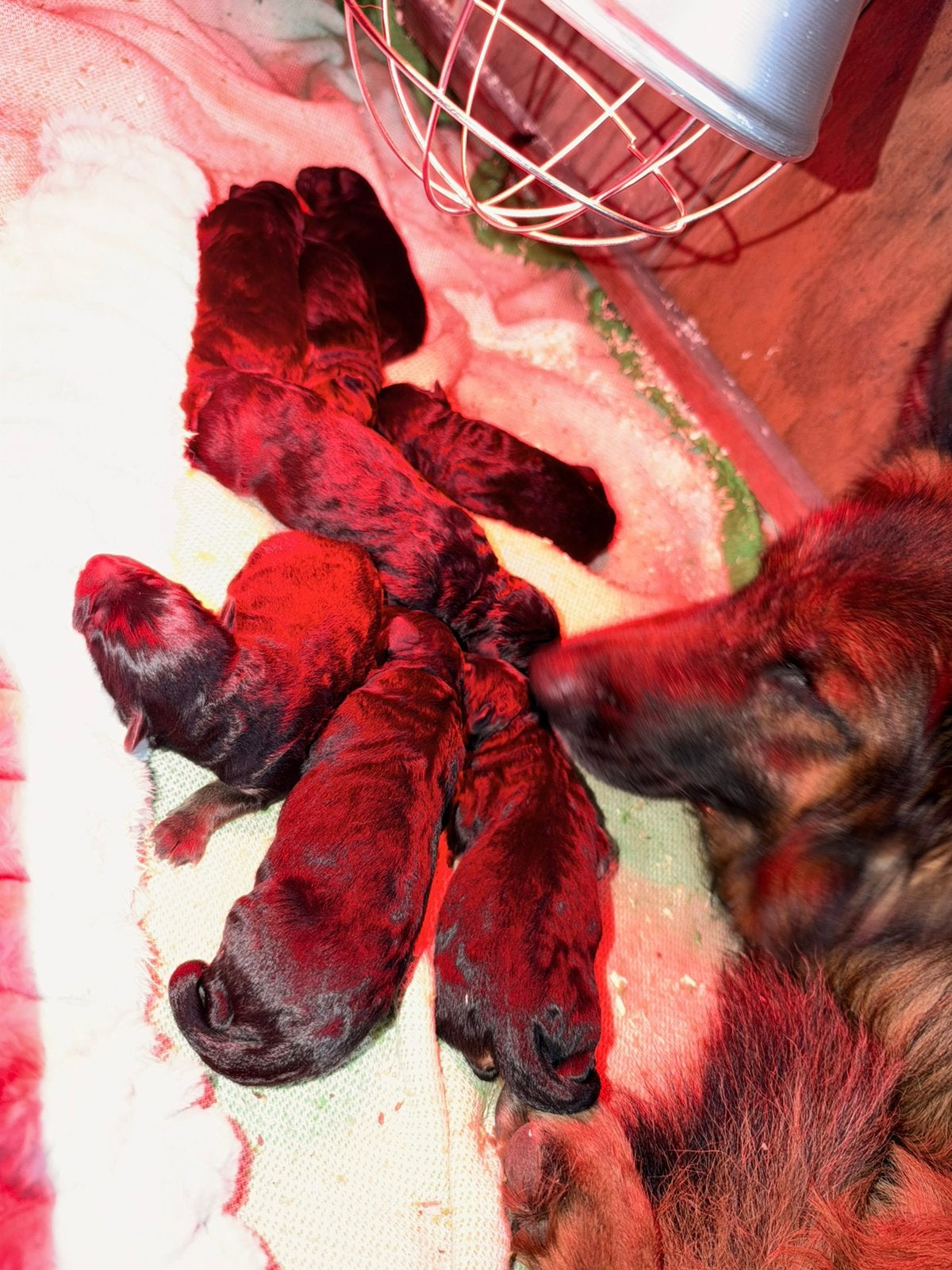 Oud Duitse herder pups, 8 tot 15 weken, Meerdere, Meerdere dieren, Herder