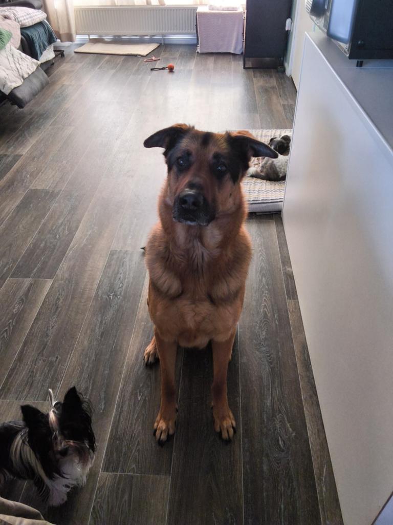 Herder, Dieren en Toebehoren, Honden | Herdershonden en Veedrijvers, 6 jaar of ouder, Reu, Parvo, Eén hond
