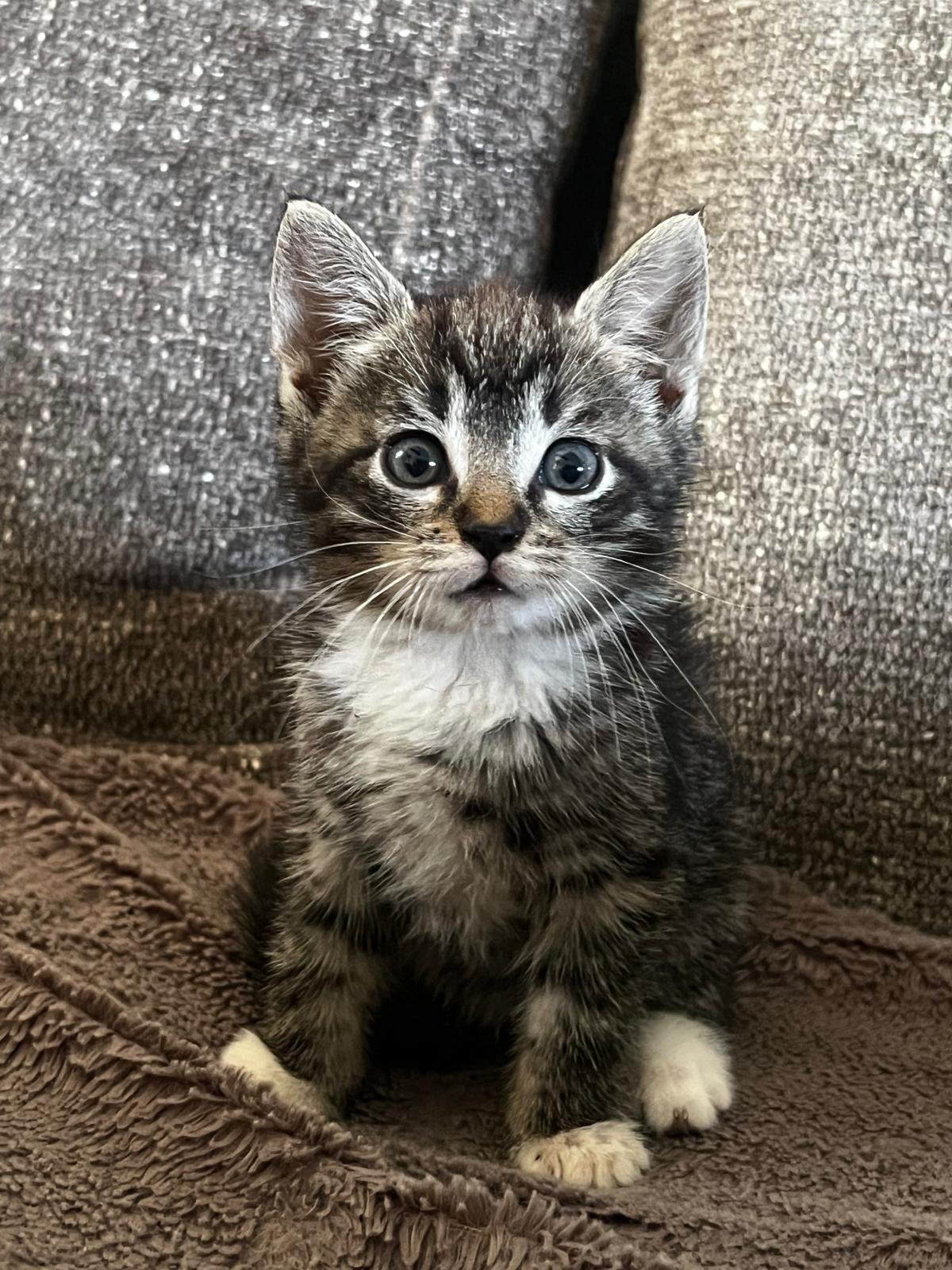 Lieve kittens te koop, Dieren en Toebehoren, Meerdere dieren