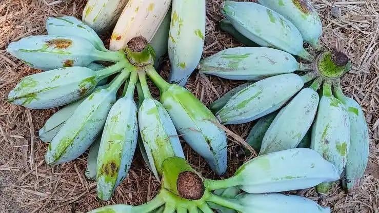 Musa Blue Java bananenplanten, Ophalen, Overige soorten, Volle zon