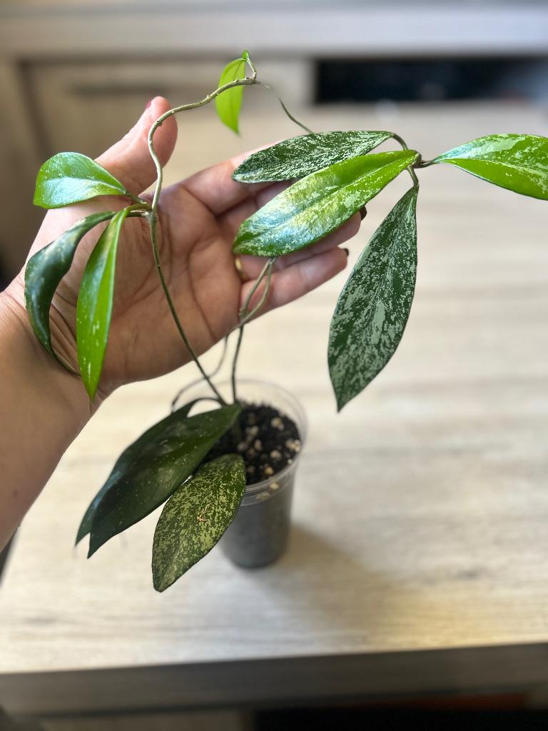 Hoya pubicalyx 'Silver Spot', Huis en Inrichting, Ophalen of Verzenden, In pot, Halfschaduw, Minder dan 100 cm