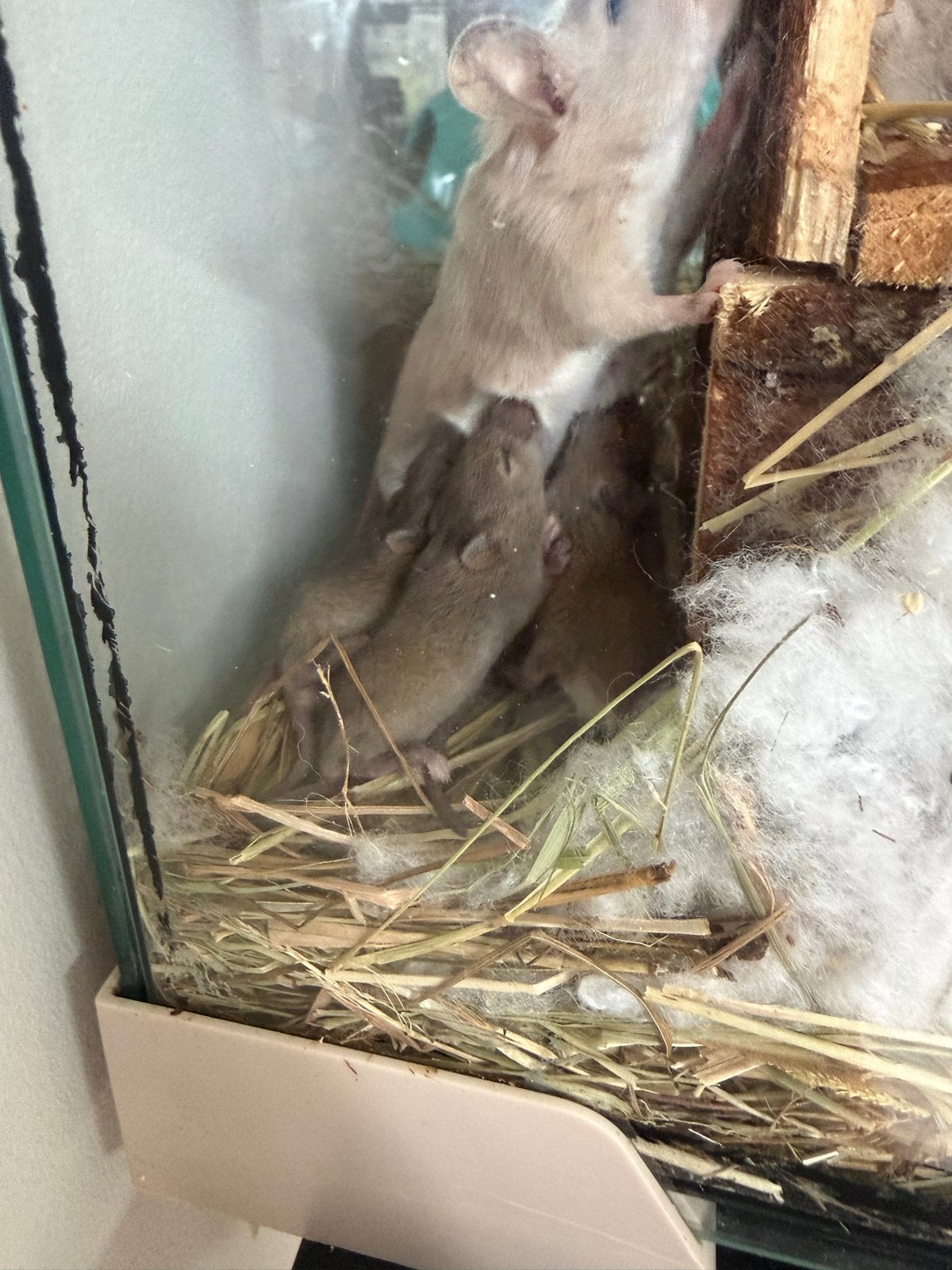 Gratis muizen, Augustus, Meerdere dieren, Muis