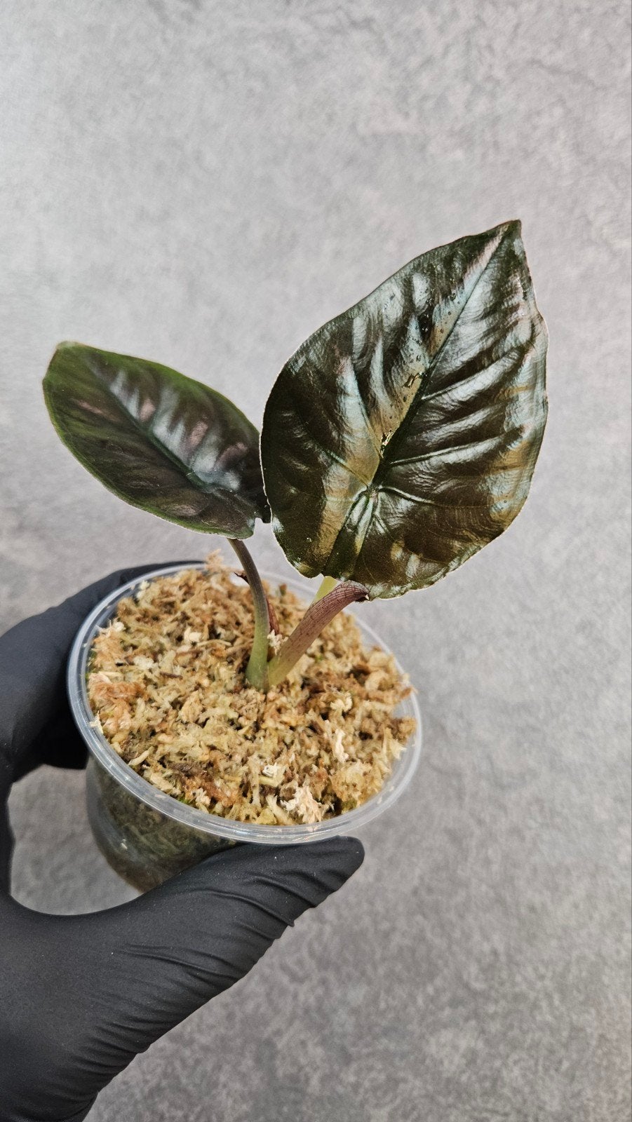Alocasia infernalis, Ophalen of Verzenden, Halfschaduw, Minder dan 100 cm
