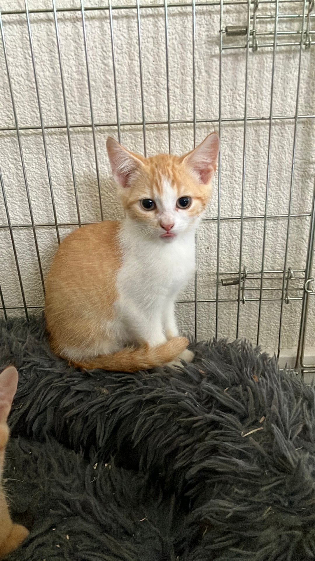 Niet helemaal tamme boerderij kitten