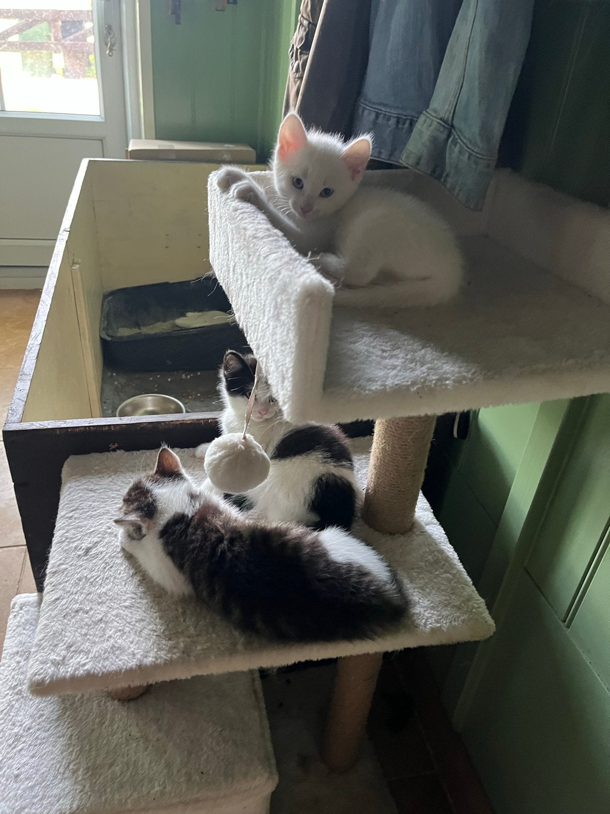 2 mooie lieve katertjes, Dieren en Toebehoren, Kater