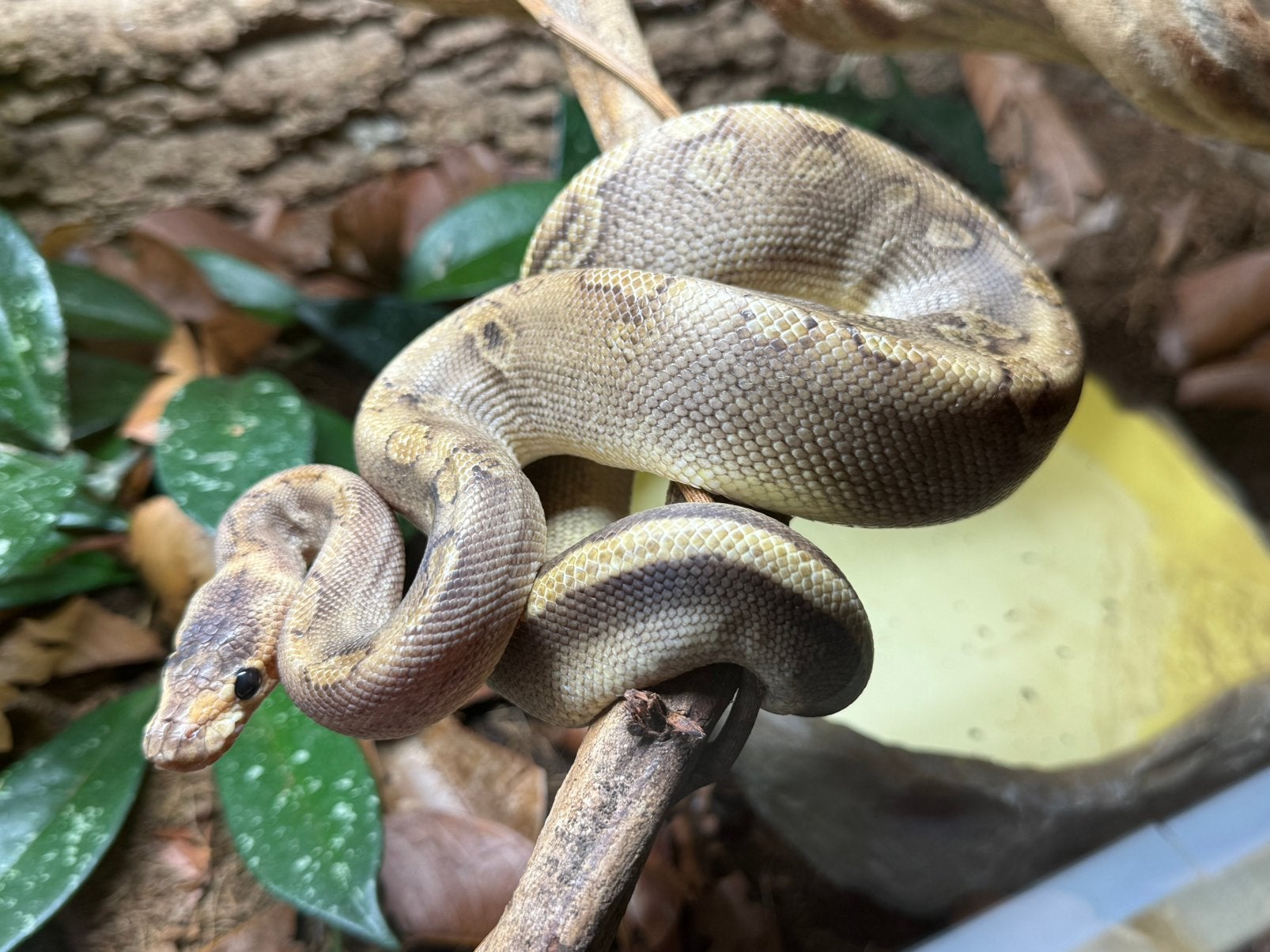 Ball python “champagne” man NK24 met of zonder terrarium, Slang, Met terrarium, 0 tot 2 jaar