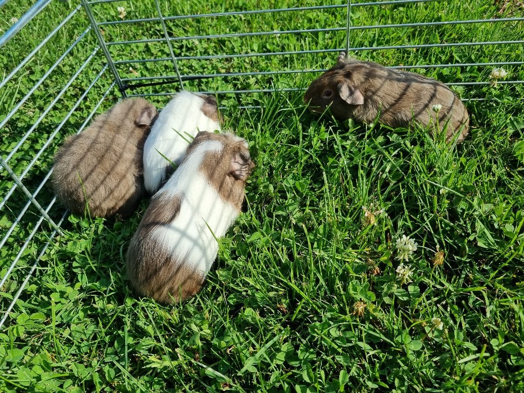 cavia, Dieren en Toebehoren, Cavia, Juni, Meerdere dieren, Tam