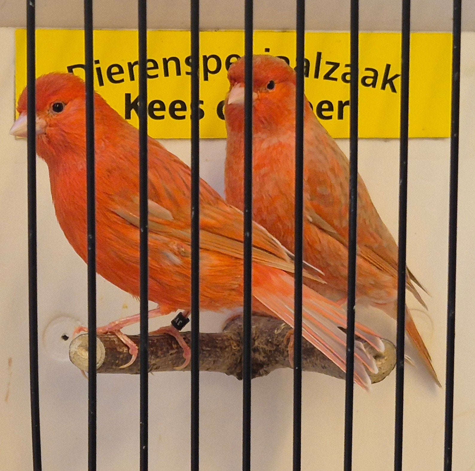 isabel rode kanaries, Dieren en Toebehoren