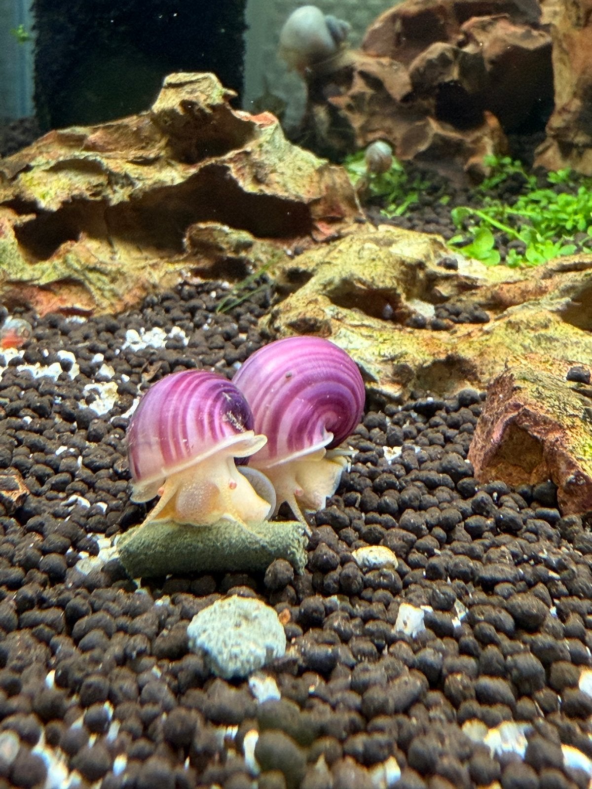 Magenta & Ivory Mystery/Apple Snails – €2 each