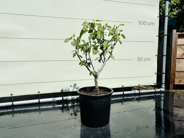 Vijgenboom - Brown Turkey - stamomvang 4-6 cm, Tuin en Terras, In pot, Halfschaduw, Minder dan 100 cm, Zomer