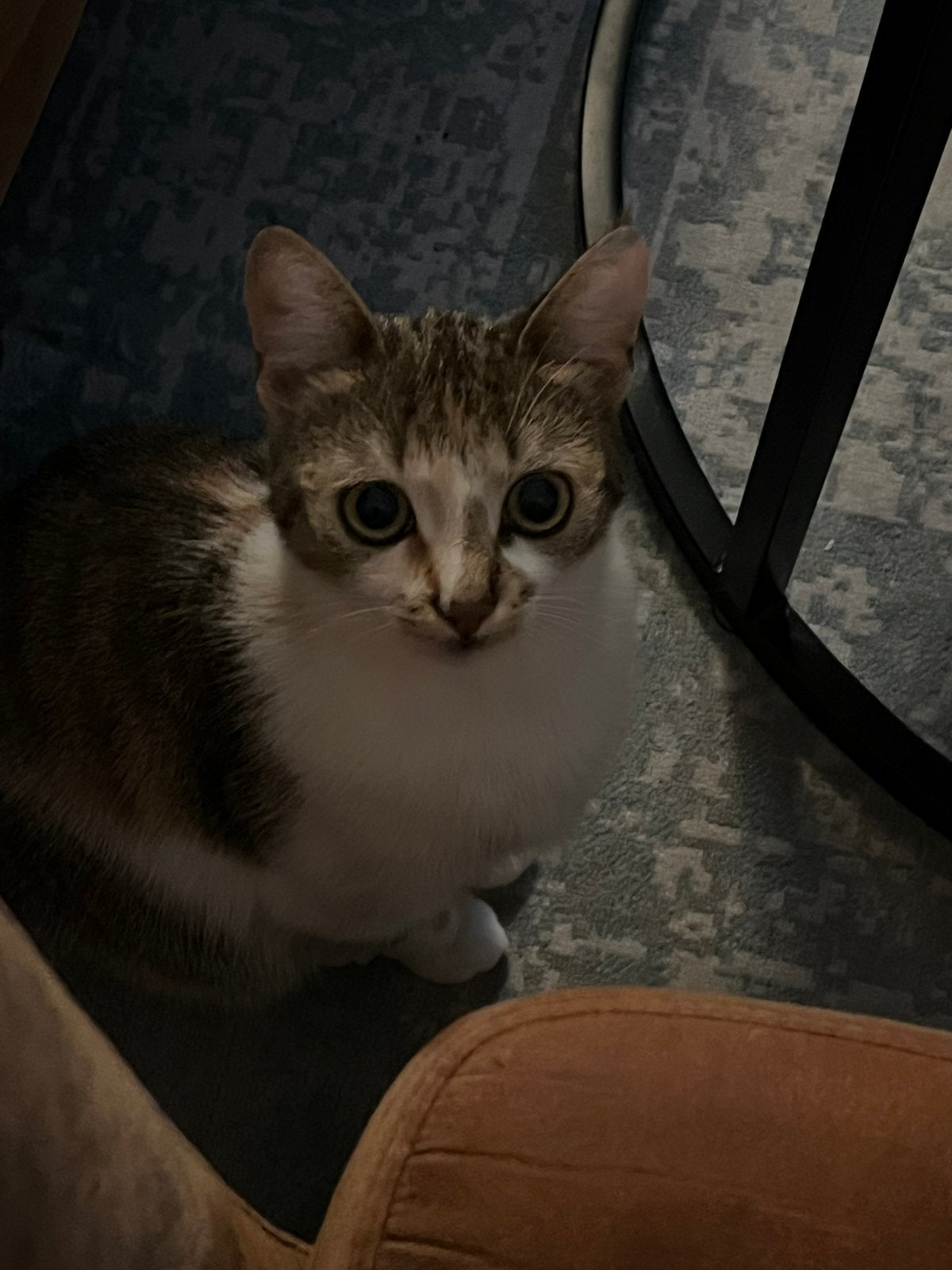 Dekkater gezocht