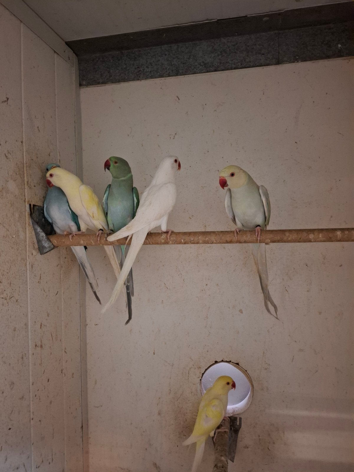 Diverse soorten vogels en meer, Dieren en Toebehoren, Meerdere dieren, Parkiet, Geringd