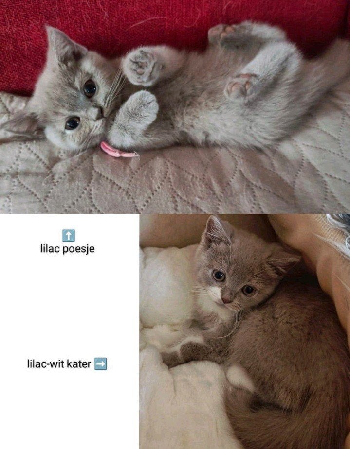 Prachtige Britse korthaar kittens, lilac en lilac-wit, Dieren en Toebehoren, Meerdere dieren, Ontwormd, 0 tot 2 jaar