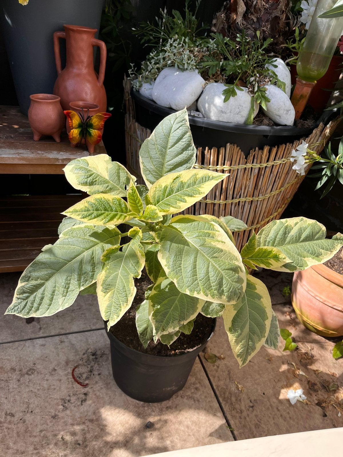 Bonte Brugmansia, Ophalen, Overige soorten, Volle zon