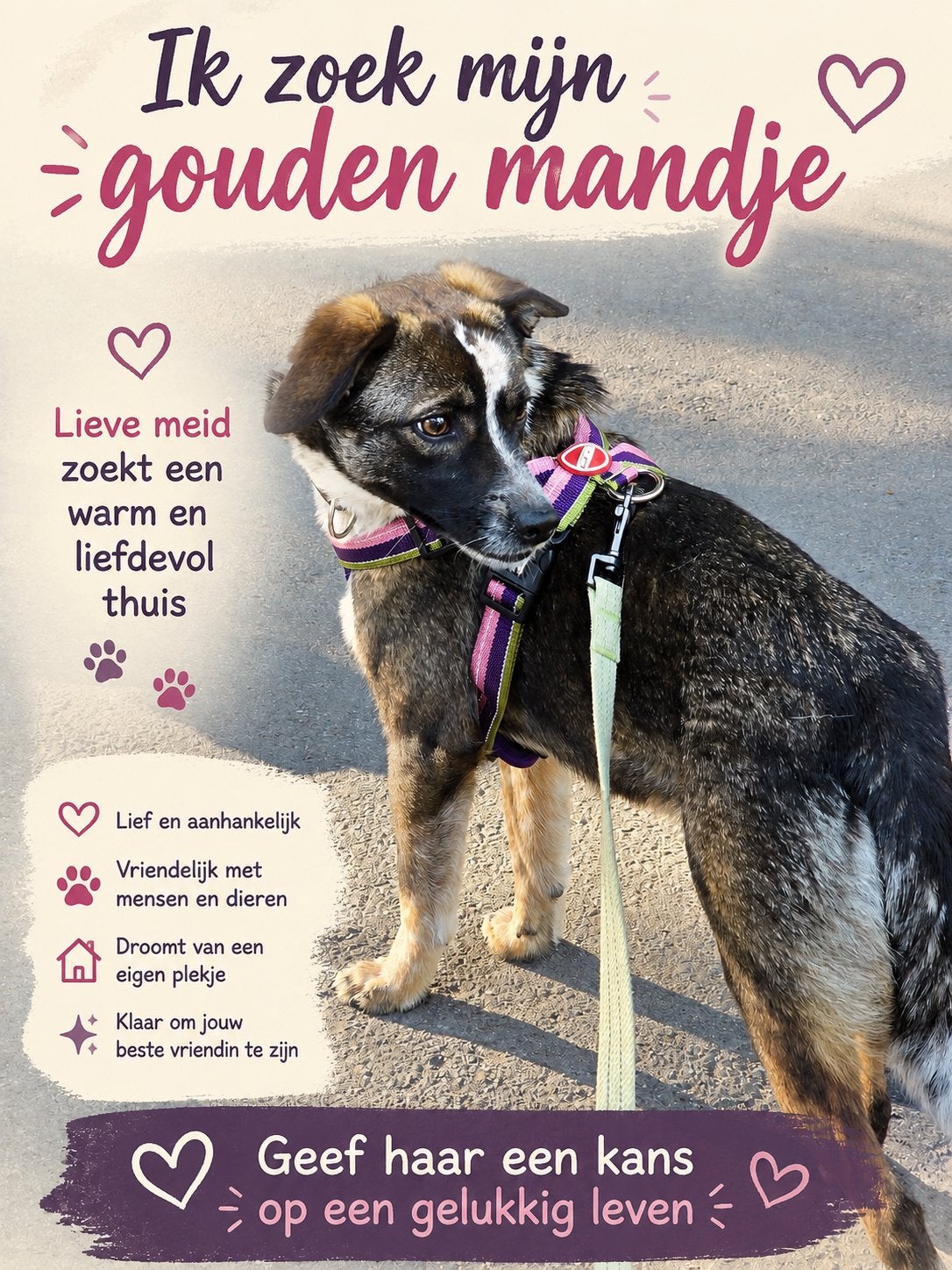 Hond Knopa uit Oekraïne zoekt een liefdevol thuis, Teef, Eén hond, Klein, Nederland