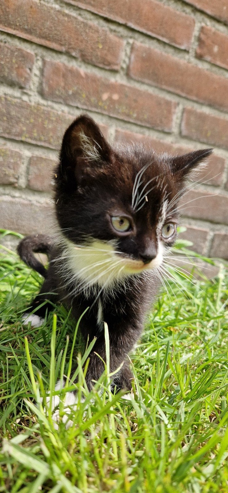 Kittens te koop., Dieren en Toebehoren, Katten en Kittens | Dekkaters