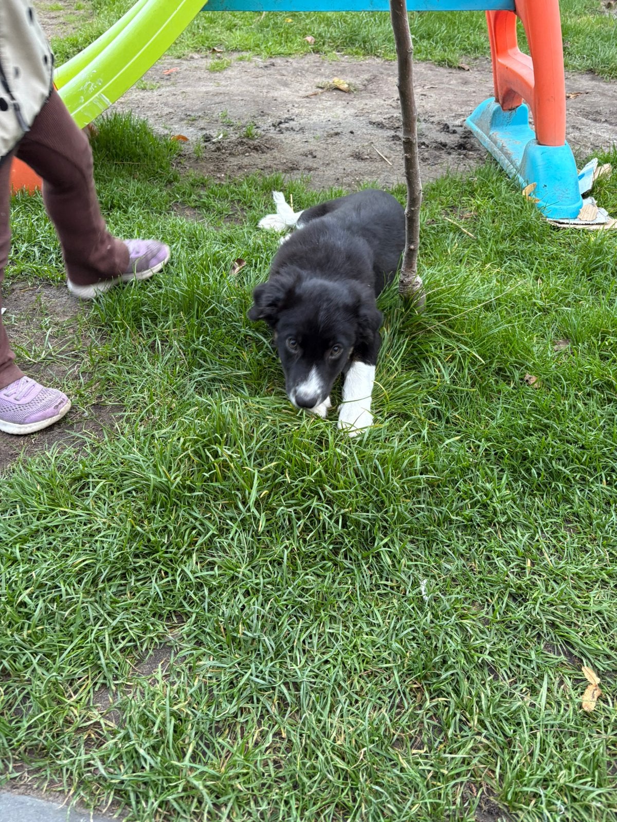Te koop pup van 15 weken oud, Dieren en Toebehoren, 15 weken tot 1 jaar, CDV (hondenziekte), Eén hond, Nederland