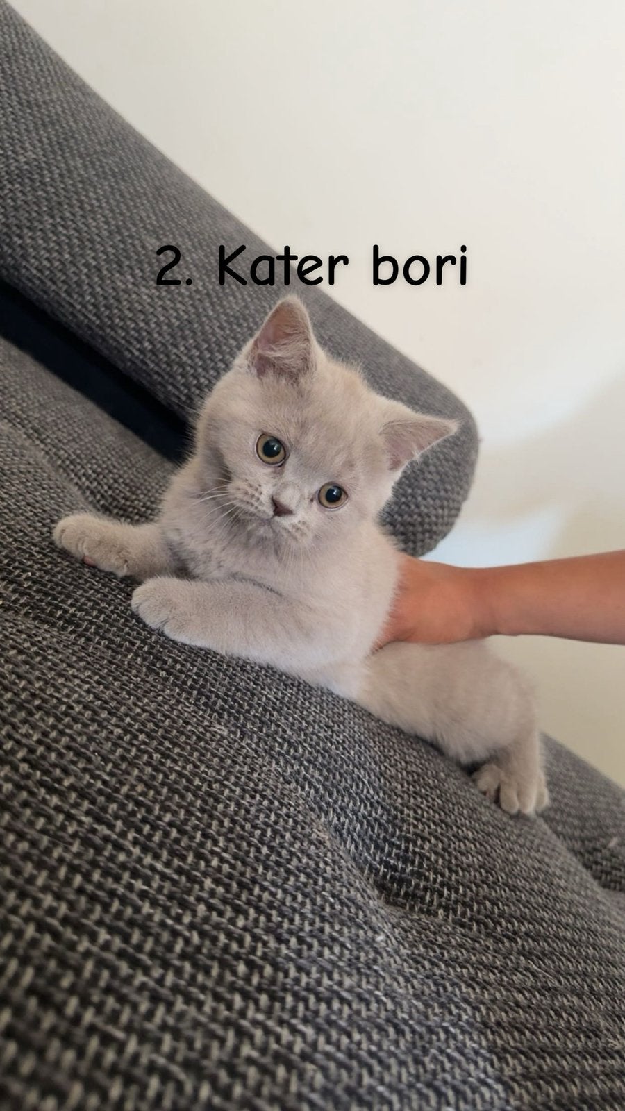 Britse korthaar kittens, Dieren en Toebehoren, Katten en Kittens | Overige Katten, Kater, Kortharig, 0 tot 2 jaar