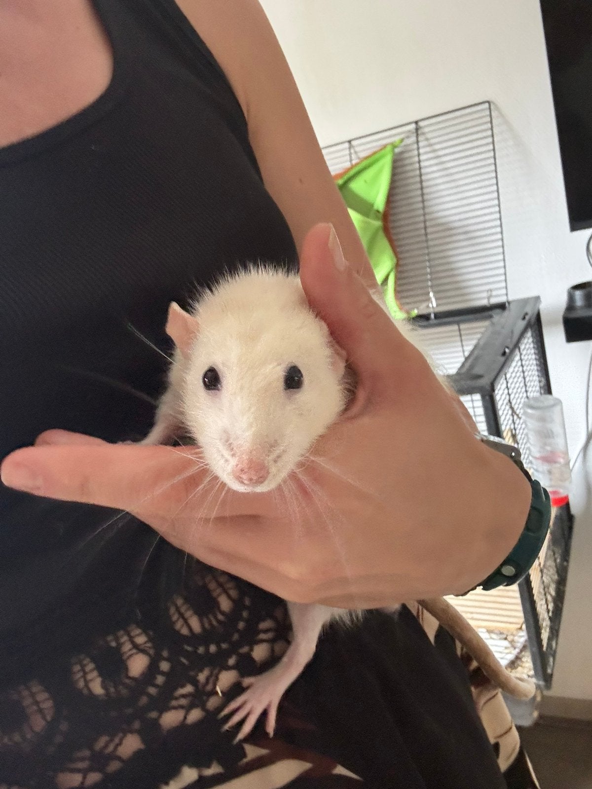 Tamme rat mannetje, Dieren en Toebehoren, Knaagdieren, Rat, Februari, Mannelijk, Tam