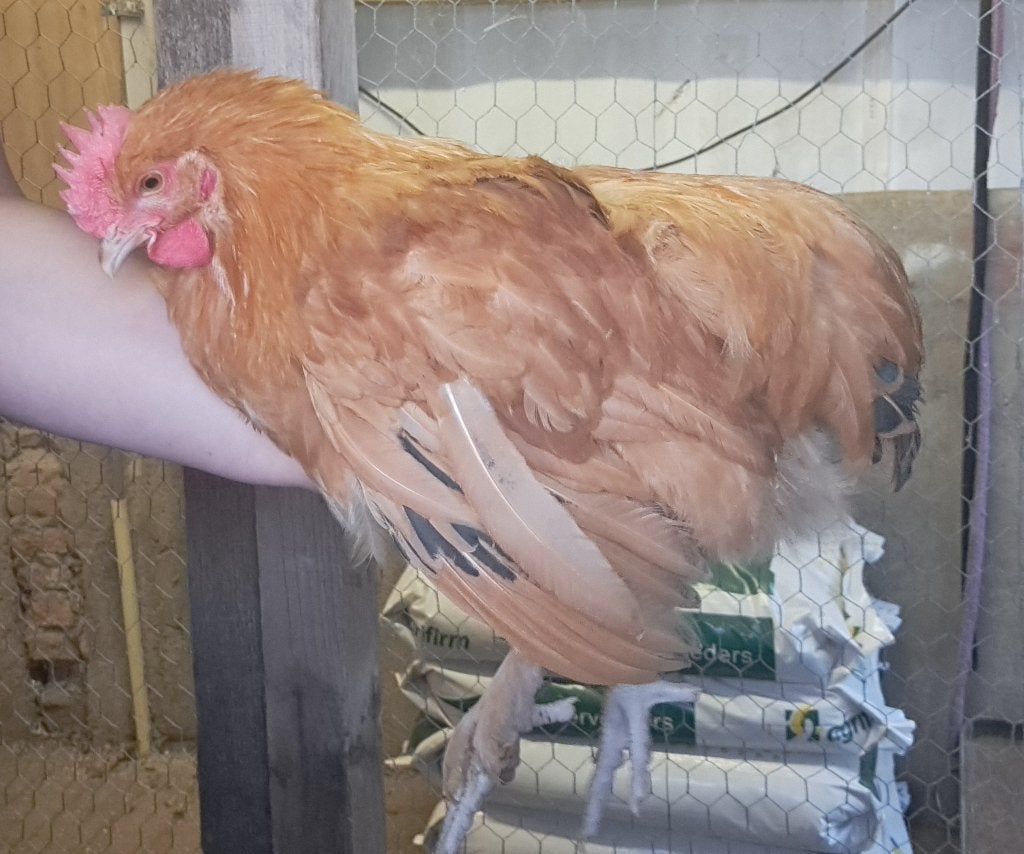 Prachtige robuuste jonge kleurlegger hanen, Dieren en Toebehoren, Mannelijk, Kip
