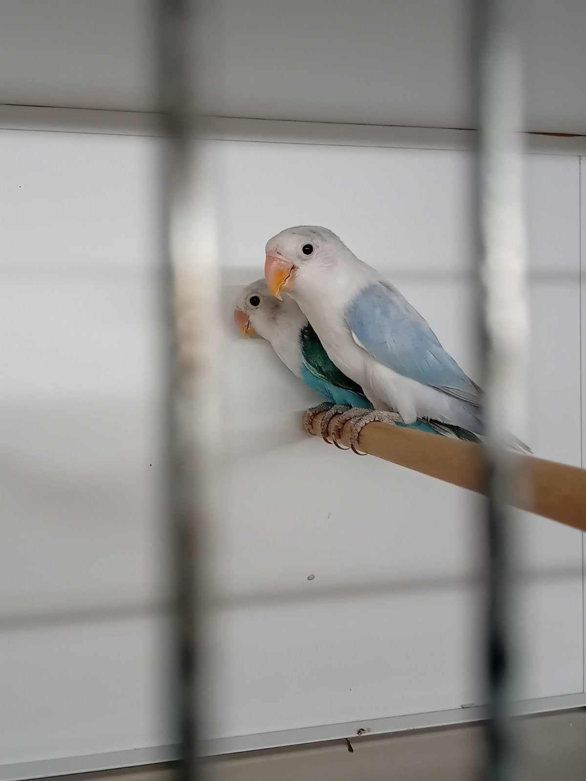 dilute blauw opaline