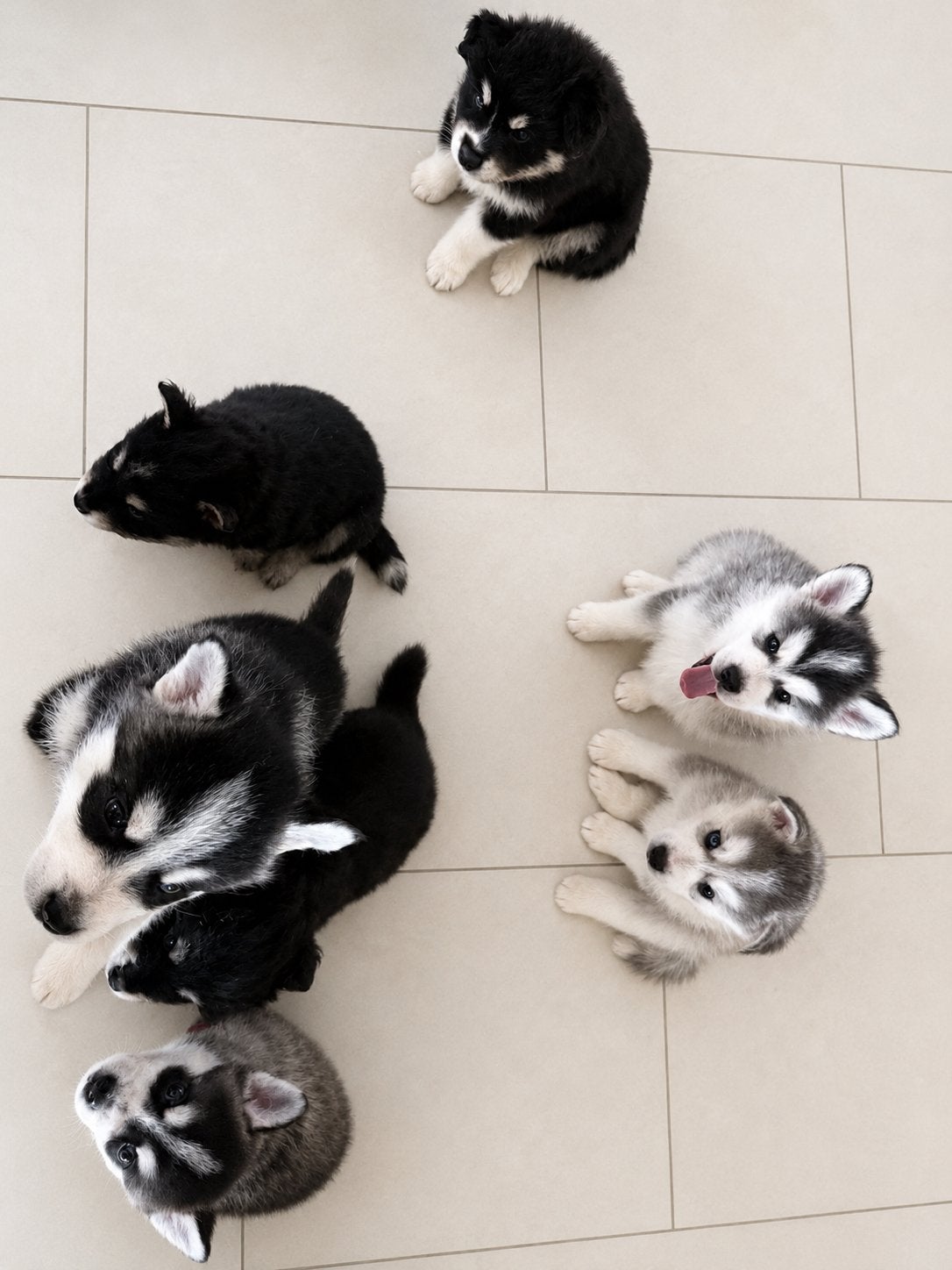 Pomksy pups, Poolhond, Meerdere, Meerdere dieren, Nederland