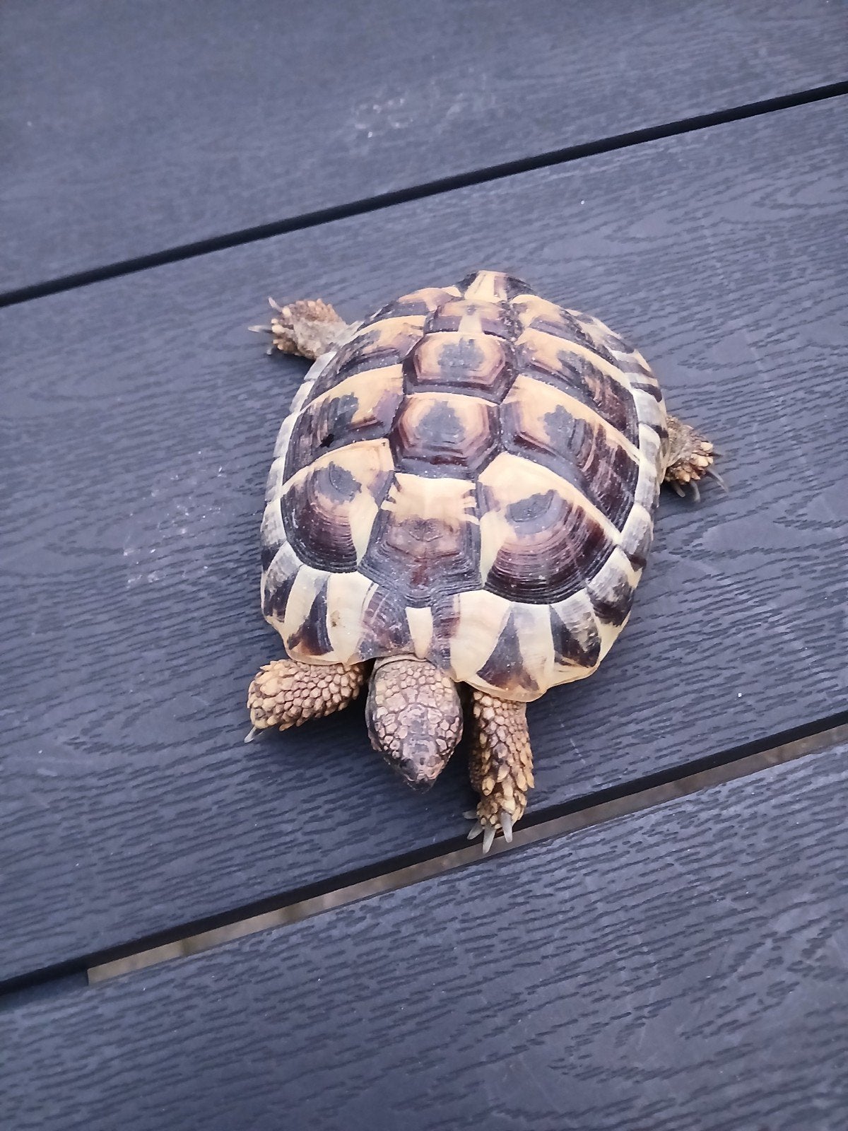 Griekse Landschildpad, 4 jaar oud Tortoise photo 5