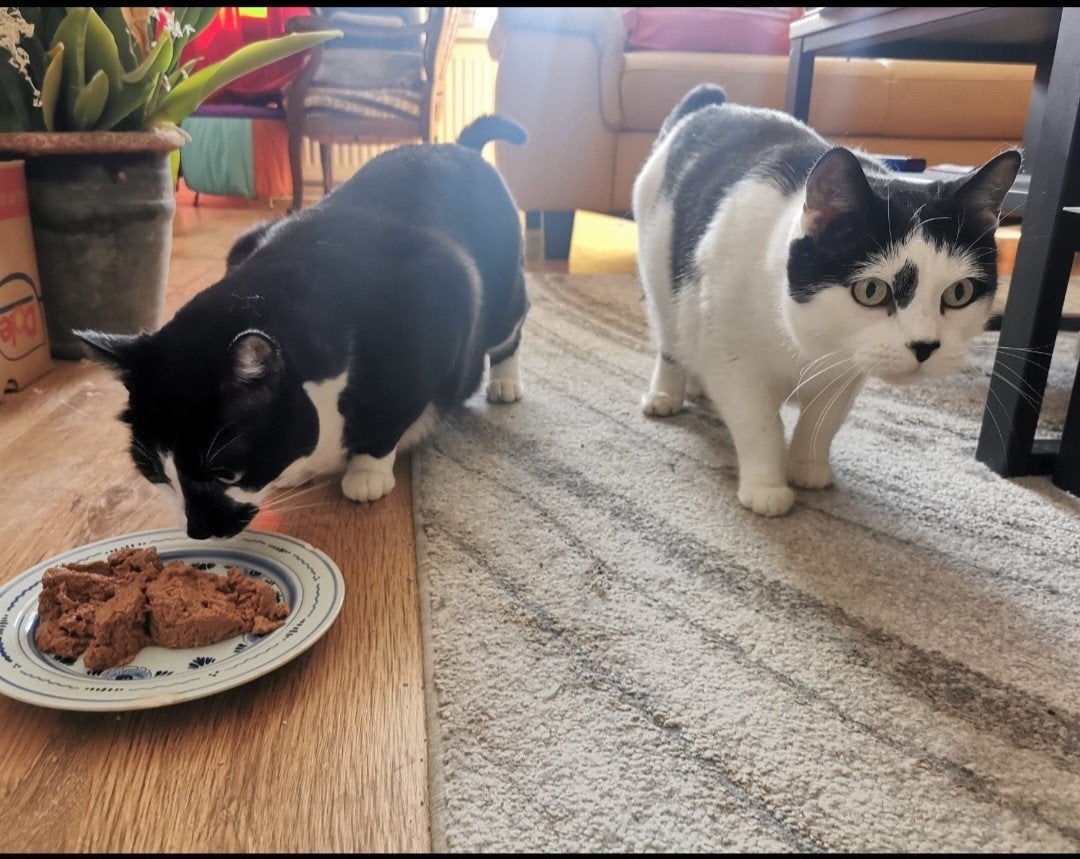 twee seniors zoeken goed tehuis, Dieren en Toebehoren, Katten en Kittens | Overige Katten, Kater, 6 jaar of ouder