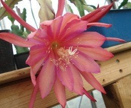 epiphyllum cactus florence reed arnold gewortelde stek, Minder dan 100 cm, Bloeiende kamerplant, Halfschaduw, Ophalen of Verzenden