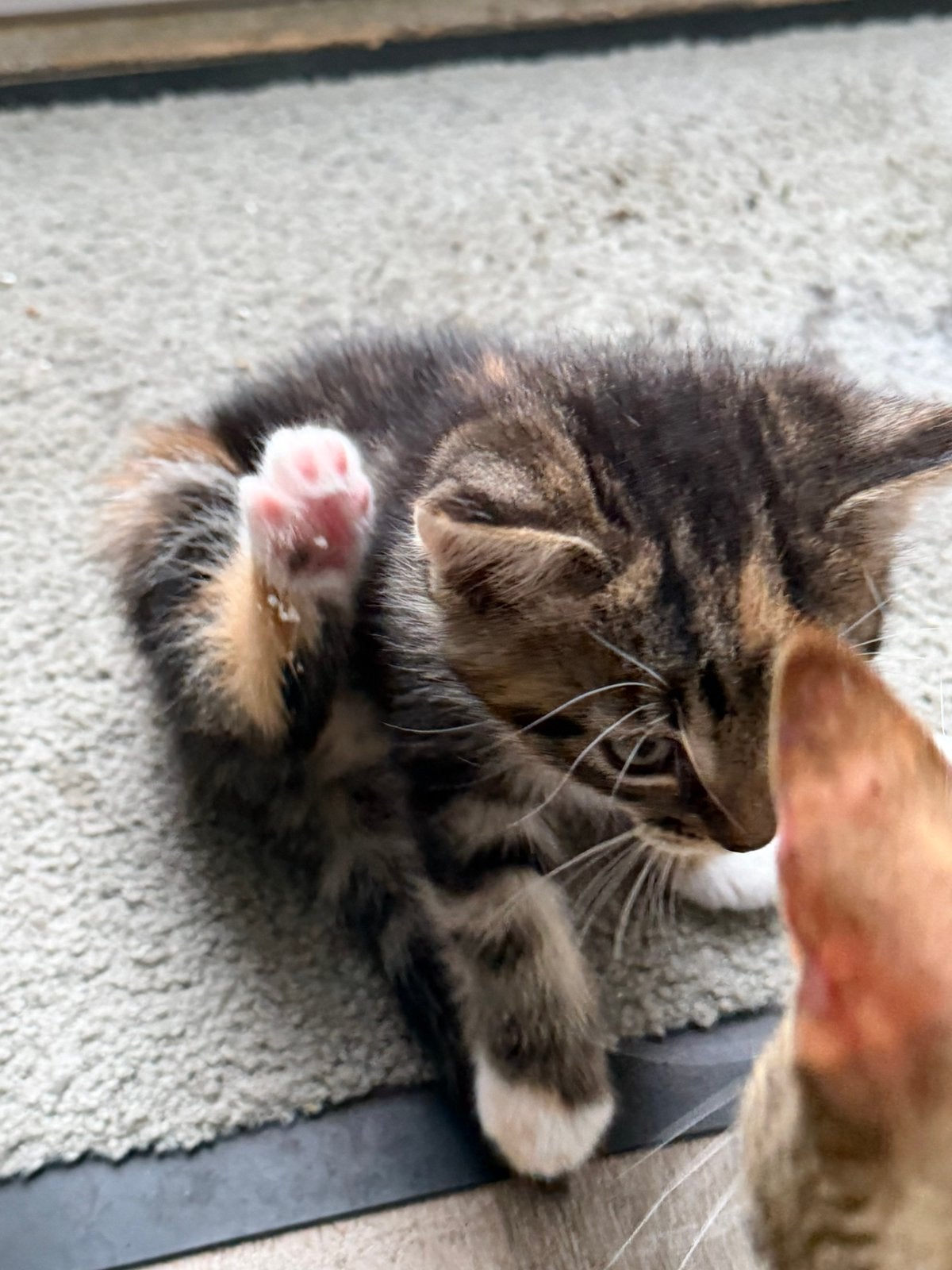Kittens, Dieren en Toebehoren, Katten en Kittens | Overige Katten, Poes