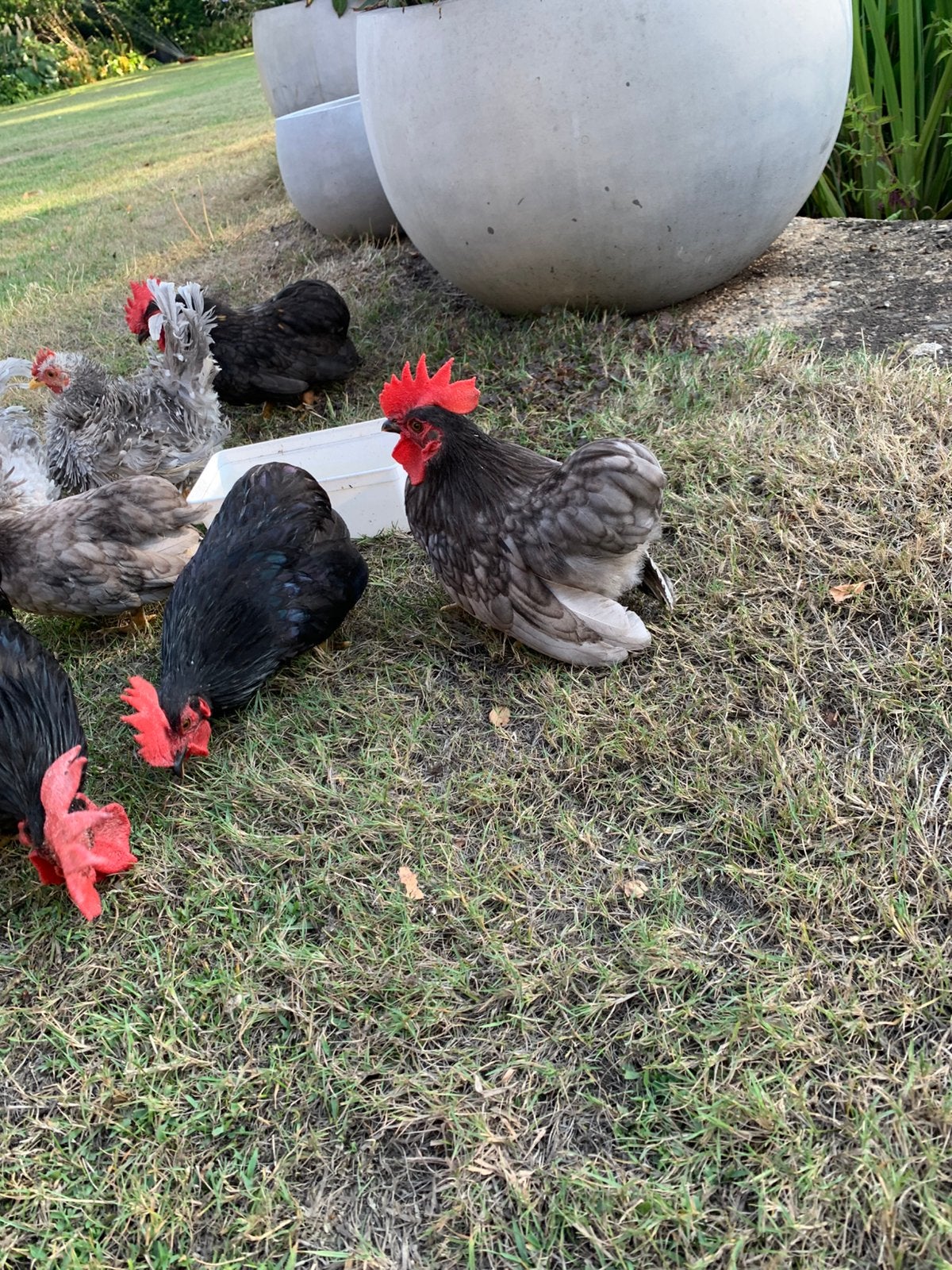 chabo bolstaart haantjes en 1 hennetje, Dieren en Toebehoren, Pluimvee, Meerdere dieren, Kip