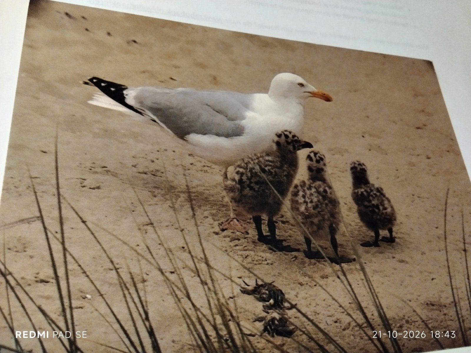 Oude Ansichtkaart: Zilvermeeuw met jongen (Zee nr. 622), Ophalen of Verzenden, 1960 tot 1980, Ongelopen, Vogel