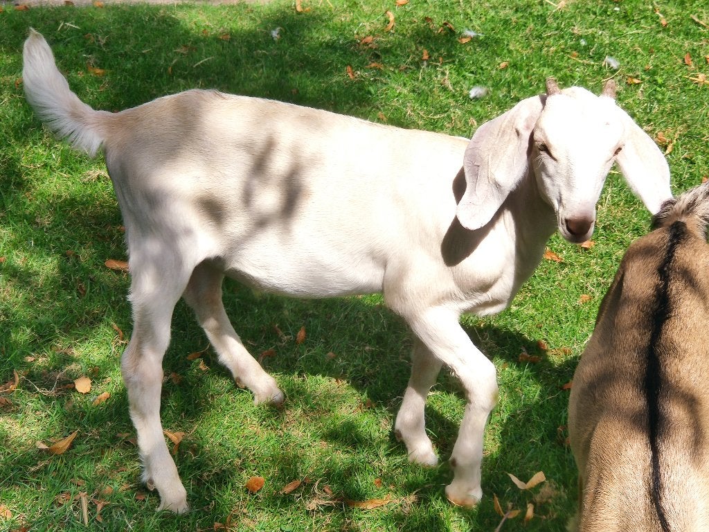 te koop nubische bok lammeren [ gecastreerd], Dieren en Toebehoren, Schapen, Geiten en Varkens, Meerdere dieren, Geit, 0 tot 2 jaar