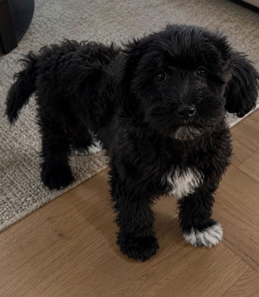 Cockapoo cocker spaniel x dwergpoedel pup, Reu, 8 tot 15 weken, Eén hond, Spaniël