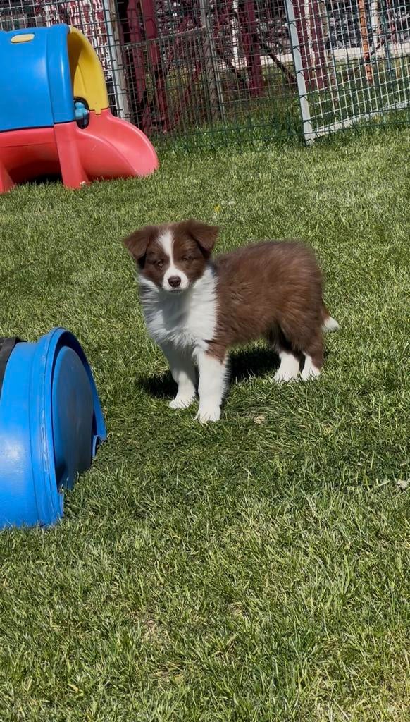 Border collie pups, Parvo, België, Fokker | Hobbymatig, 8 tot 15 weken
