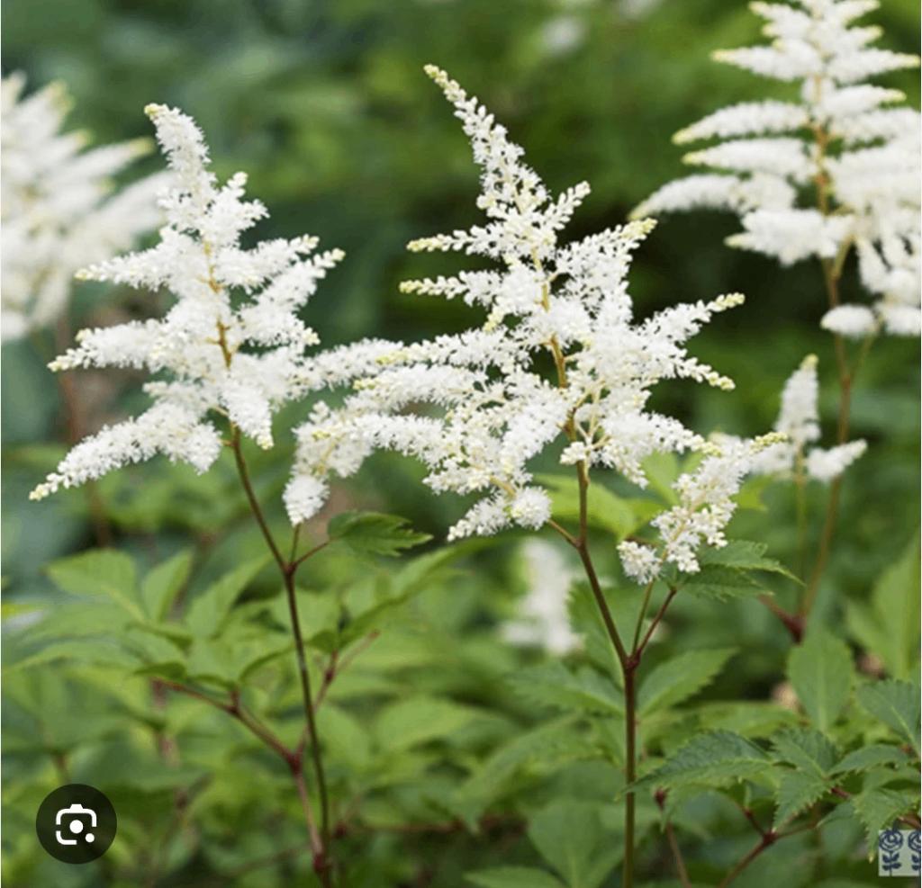 Astilbe wit, Vaste plant, Halfschaduw, Zomer, Ophalen