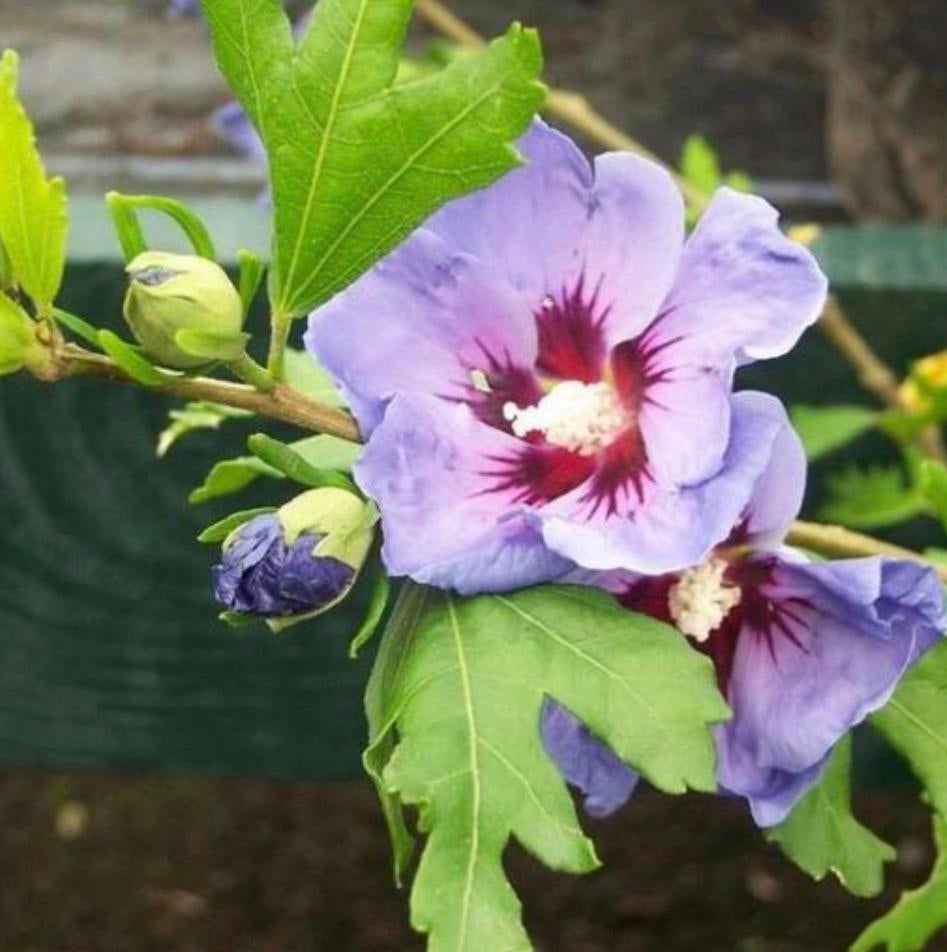 Hibiscus syriacus ‘Oiseau Bleu’ te koop, Overige soorten, Volle zon, Vaste plant, Ophalen of Verzenden