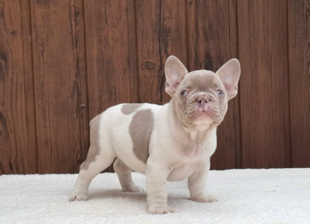 Unieke Isabella Franse Bulldog puppy's, 8 tot 15 weken, Parvo, Bulldog, Meerdere