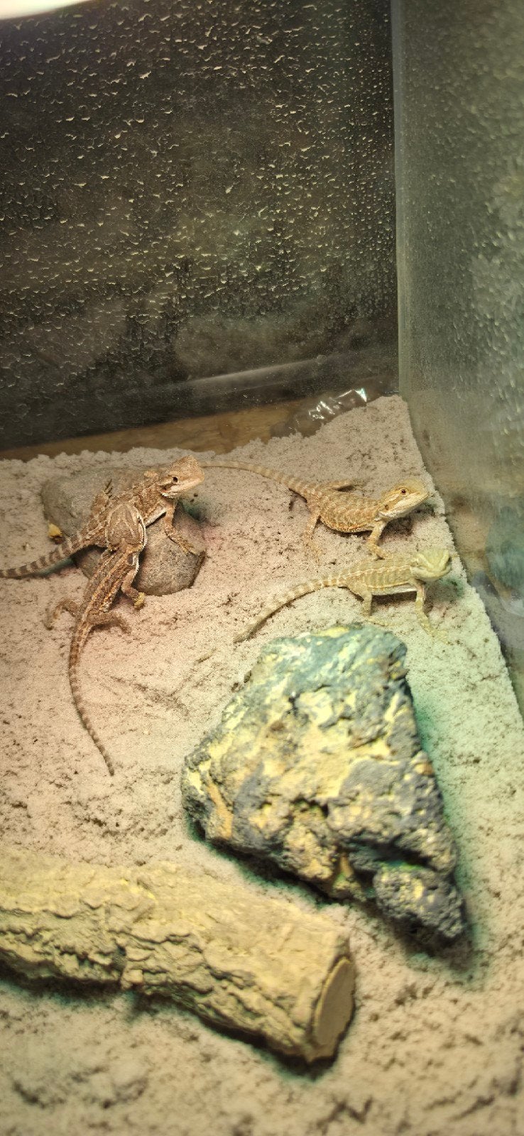 baardagaam jongen, laatste aantal Bearded Dragon photo 4