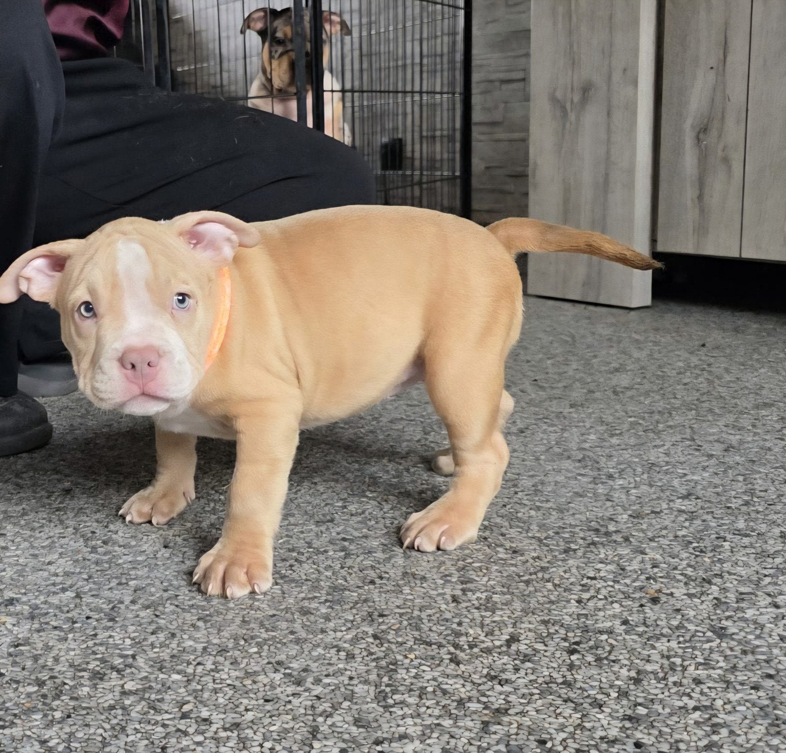 american  bully pocket pups met DBKC stamboom, België, Particulier, Overige rassen, 8 tot 15 weken