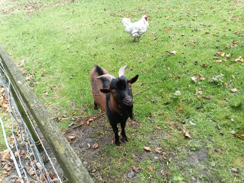 Dwerggeit bok, Dieren en Toebehoren, Mannelijk, Geit, 0 tot 2 jaar