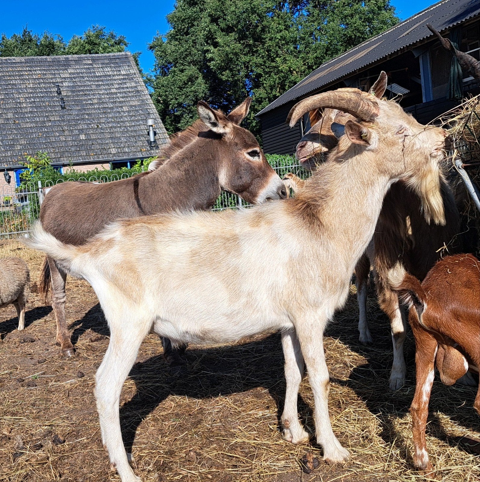 grote bonte bok te huur, Dieren en Toebehoren, Schapen, Geiten en Varkens, Mannelijk, Geit, 0 tot 2 jaar