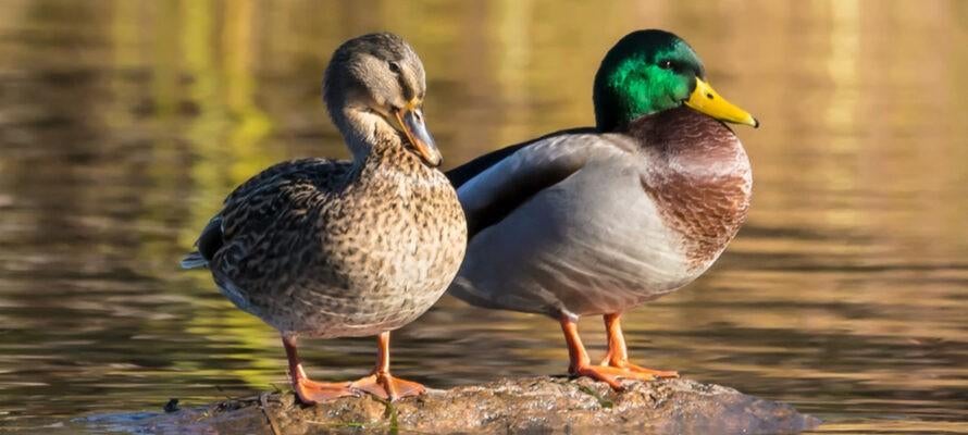 wilde eenden, Dieren en Toebehoren, Pluimvee, Meerdere dieren, Eend