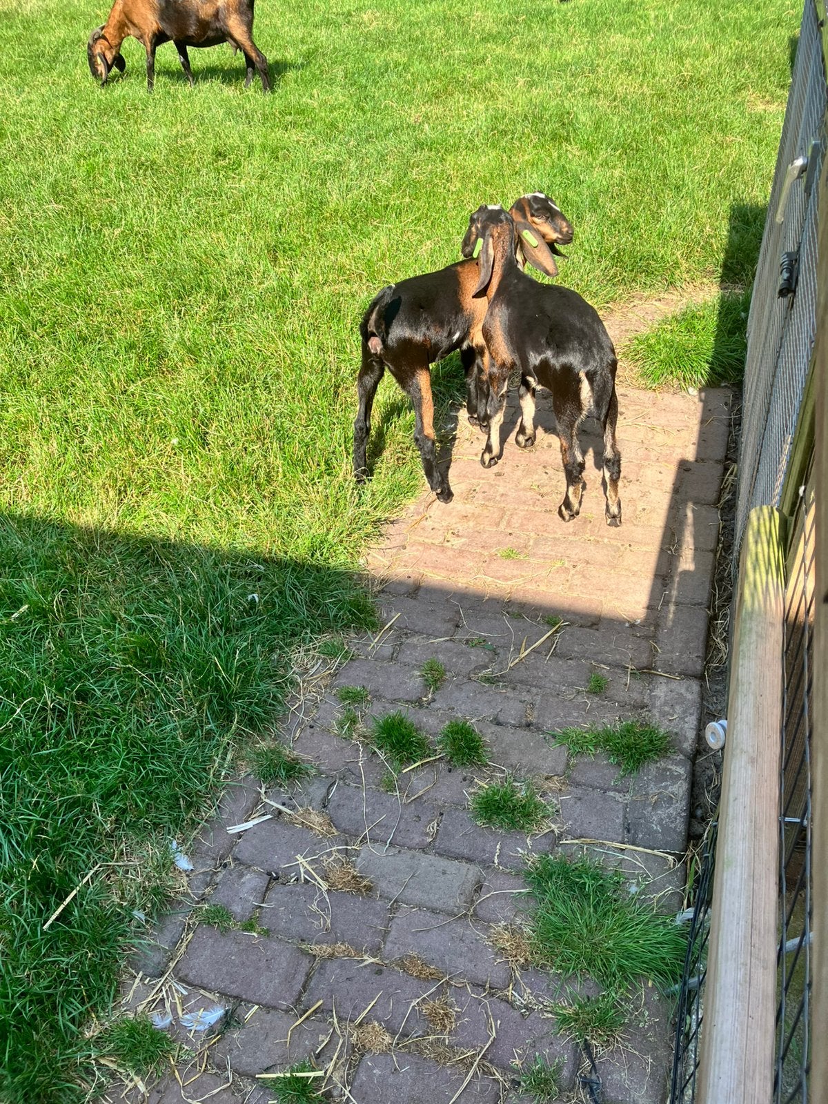 Nubische geitlammeren, Dieren en Toebehoren, Schapen, Geiten en Varkens, Vrouwelijk, Geit, 0 tot 2 jaar