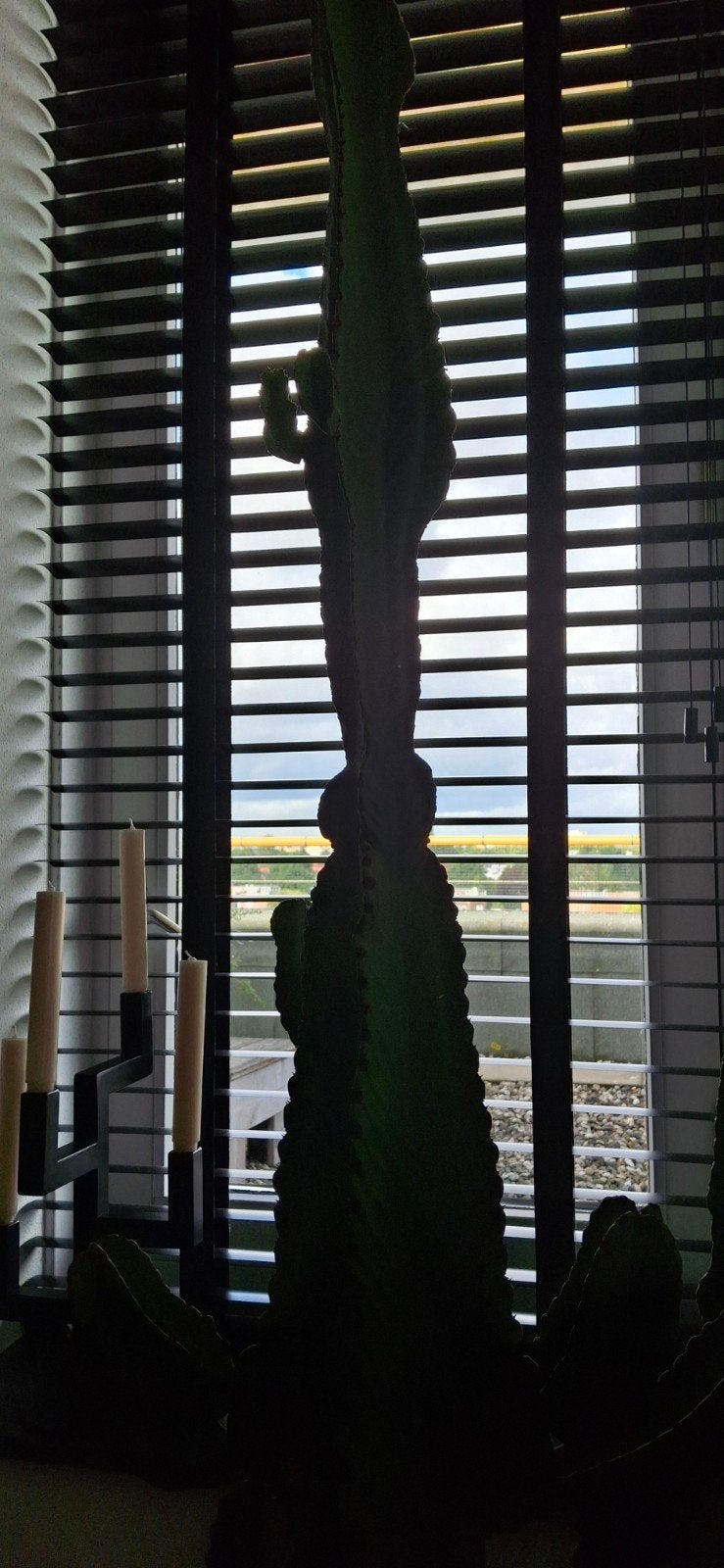 euphorbia cactud, Ophalen of Verzenden